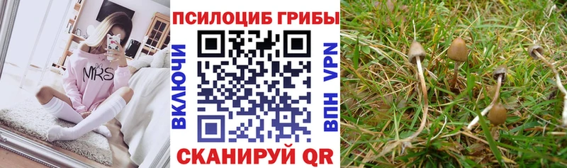 даркнет сайт  Волгореченск  даркнет телеграм  Галлюциногенные грибы MAGIC MUSHROOMS 